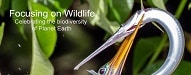 focusingonwildlife.comlogo